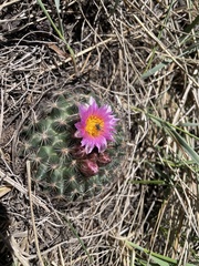Pediocactus simpsonii