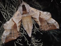Smerinthus ocellata