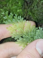 Hymenophyllaceae