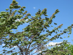 Xylopia aromatica