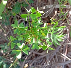 Oxalis dillenii