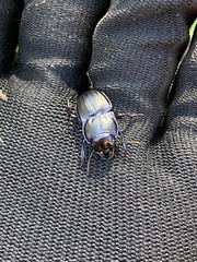 Pasimachus subsulcatus