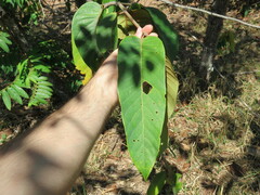 Annona