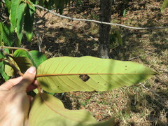 Annona