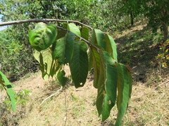 Annona