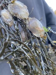 Ascidiella aspersa