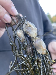 Ascidiella aspersa