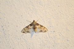 Azochis rufidiscalis
