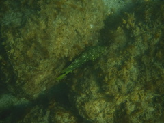 Epinephelus labriformis