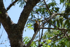 Melanerpes cactorum