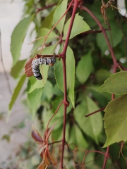 Androloma disparata