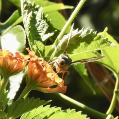 Chrysodeixis includens