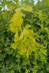 Morus nigra