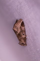 Plagiomimicus pityochromus