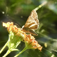 Chrysodeixis includens