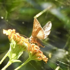 Chrysodeixis includens