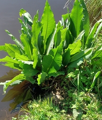 Rumex hydrolapathum