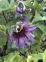 Passiflora cincinnata