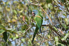 Thectocercus acuticaudatus