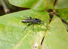 Ichneumon deliratorius
