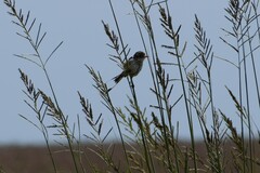 Alectrurus risora