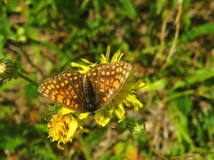 Melitaea athalia