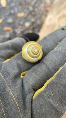 Cepaea