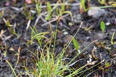 Carex myosuroides