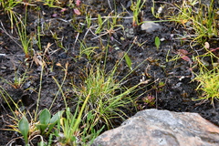 Carex myosuroides