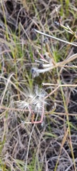 Pyrrhopappus carolinianus