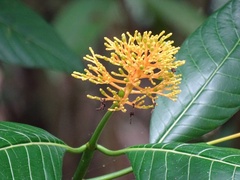 Palicourea guianensis