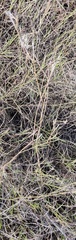 Pyrrhopappus carolinianus