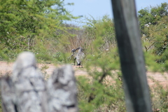 Theristicus caerulescens