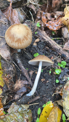 Psathyrella