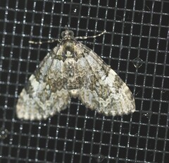 Heterochasta lasioplaca