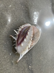 Hysteroconcha