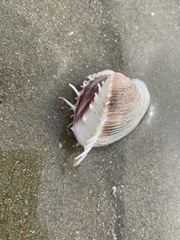 Hysteroconcha