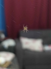 Plexippus paykulli