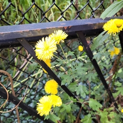 Chrysanthemum morifolium