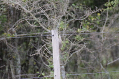 Lepidocolaptes angustirostris