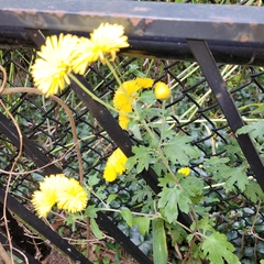 Chrysanthemum morifolium
