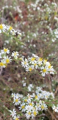 Symphyotrichum ericoides ericoides