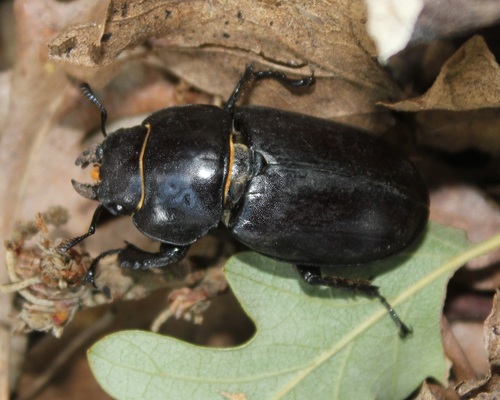 Lucanus tetraodon