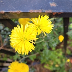 Chrysanthemum morifolium