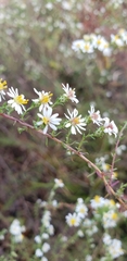 Symphyotrichum ericoides ericoides