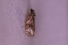 Olethreutes fasciatana