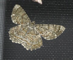 Amblychia subrubida