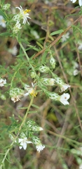 Symphyotrichum ericoides ericoides