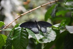 Papilio memnon