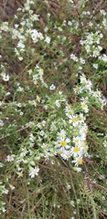 Symphyotrichum ericoides ericoides